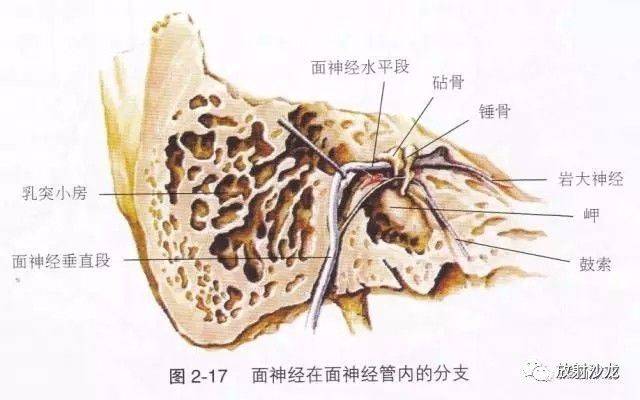 颅内段,长23-24mm 第2段:内耳道段,长7-8mm 第3段:岩骨内段(迷路段)