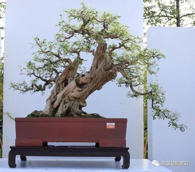 "松趣" 木麻黄 高60cm 赵泽环藏品