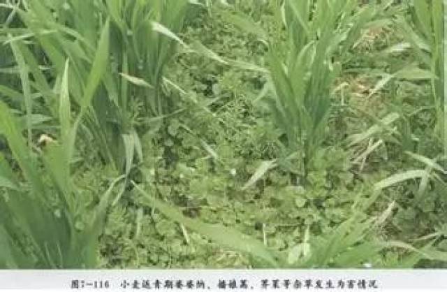 啥是冬小麦 528978ec906743e6a029360e9d107a2d.jpeg
