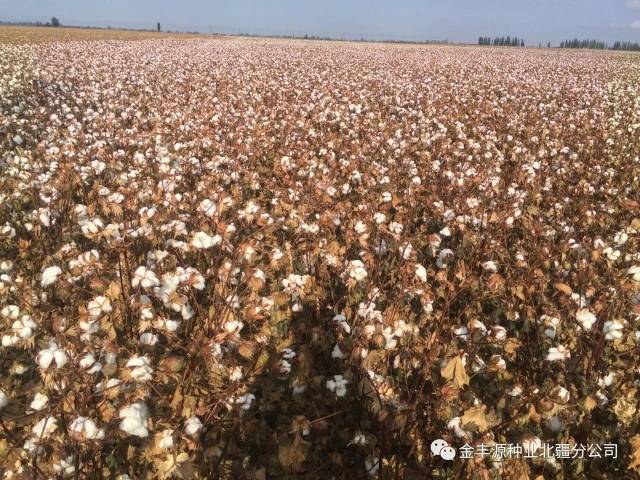 【棉花这会还不开】贪青晚熟,需要百草枯杀青吗?