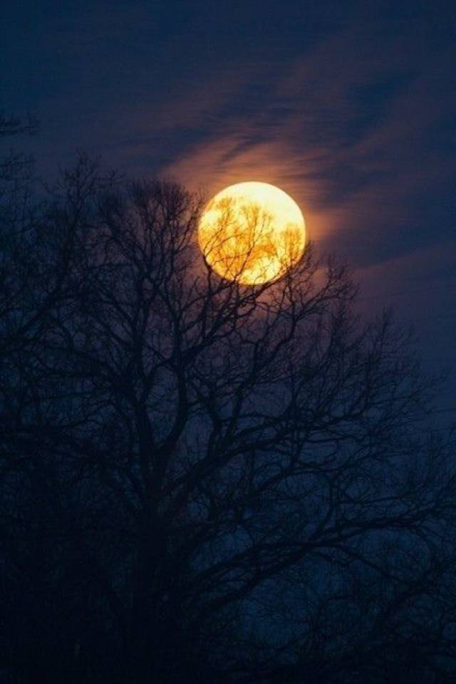 摘一轮月亮挂在树上, 它就长成年幼的时光.