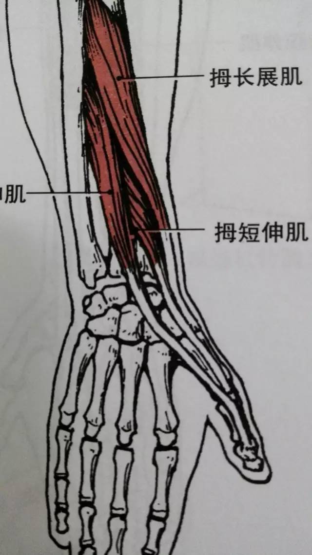 一侧有一个纤维通道,走行着支配拇指的两个肌腱(拇长展肌和拇短伸肌)