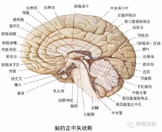 神经系统高清彩色解剖图欢迎收藏分享转发转载