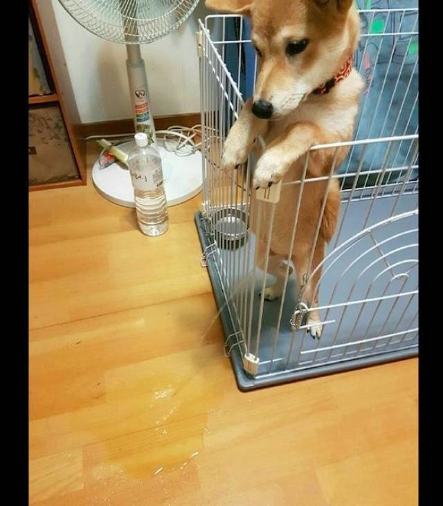 Ѽֻ.