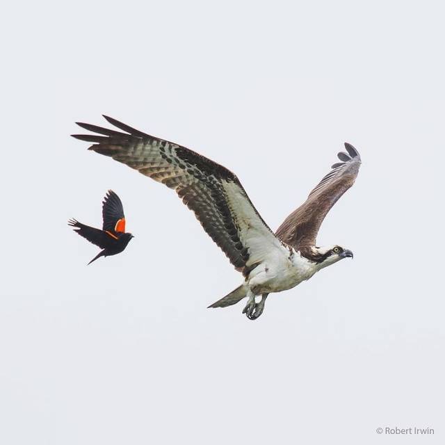 难以置信,这些震撼动物大片都是14岁孩子拍的