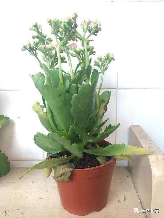 花友们注意了,长寿花出现这些症状,一定是烂根了!