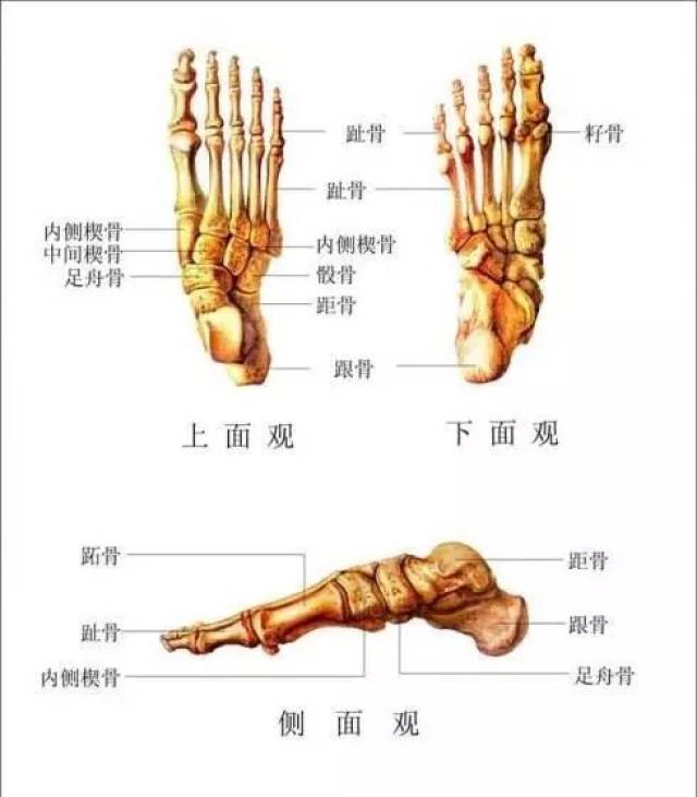 我们简单看一下跟这个动作相关的脚的解剖学:每个脚趾都有一个跖骨
