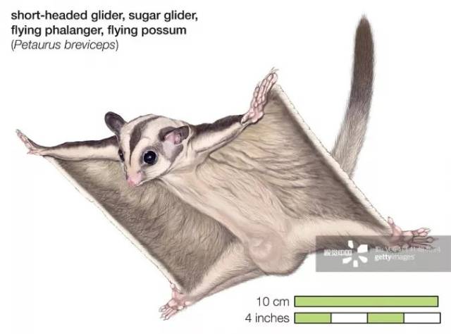 蜜袋鼯原产于澳洲,夜行性,大部分时间都生活在丛林次冠层,白天呼呼大