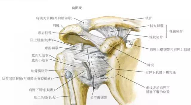 1a 肩关节解剖图(摘自奈特-人体解剖学图谱)