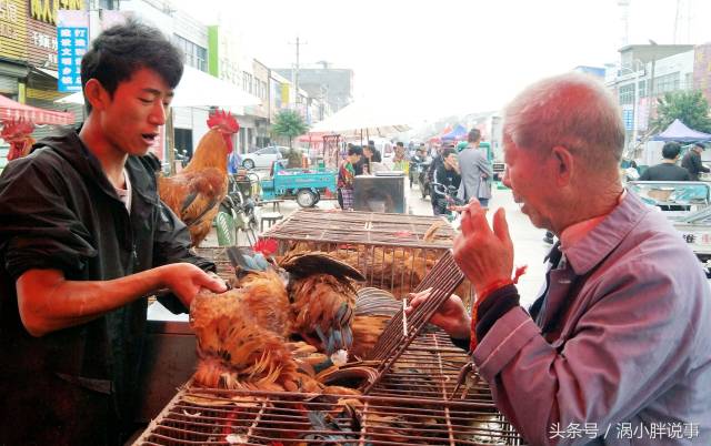 国庆中秋放假期间,农村小伙卖这种鸡,一天卖5