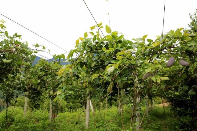 八月瓜种植市场怎么样呀 八月瓜又叫,八月炸,野香蕉,属于野生