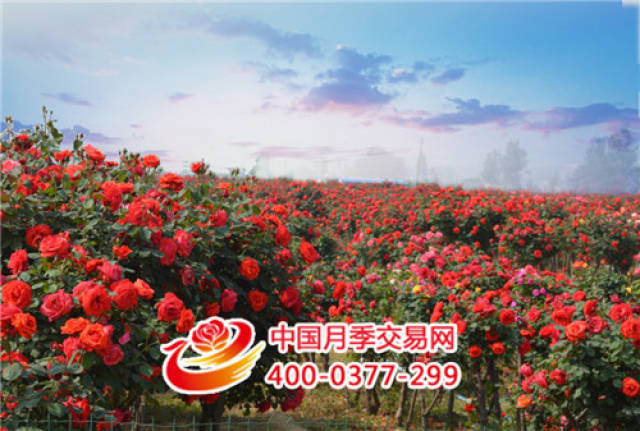 石桥镇:以月季花卉为主导 全镇经济蓬勃发展(图2) 石桥镇:以月季花卉为主导 全镇经济蓬勃发展(图2)