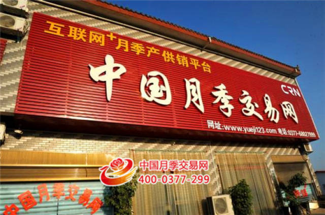 石桥镇:以月季花卉为主导 全镇经济蓬勃发展(图3) 石桥镇:以月季花卉为主导 全镇经济蓬勃发展(图3)