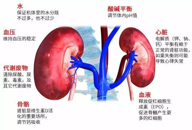 肾脏还有很多功能你不知