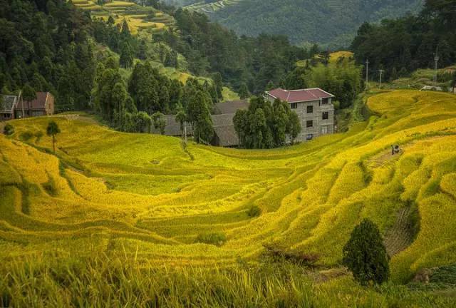 温州这些藏在山间的绝美梯田,拥揽了秋天最诱人的田园