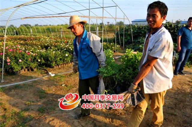 石桥镇:以月季花卉为主导 全镇经济蓬勃发展(图4) 石桥镇:以月季花卉为主导 全镇经济蓬勃发展(图4)