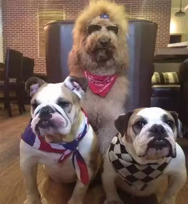 一只来自大洋彼岸的气质贵宾完美诠释了什么叫做人不如狗