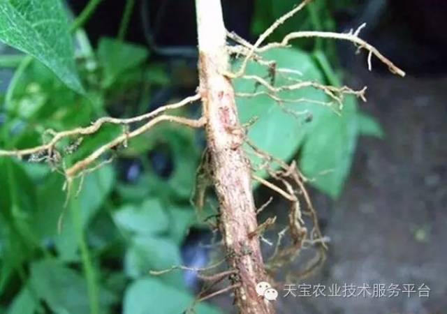 豆角高清病害图谱大全!