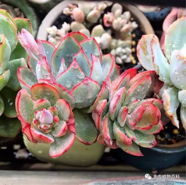 养肉我是认真的,秋季的多肉让我更有信心前进!