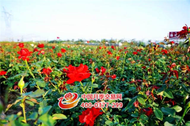 石桥镇:以月季花卉为主导 全镇经济蓬勃发展(图6) 石桥镇:以月季花卉为主导 全镇经济蓬勃发展(图6)