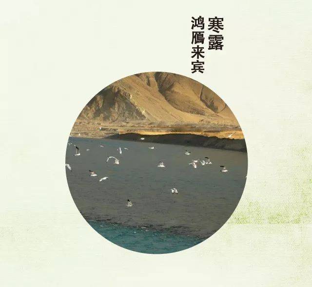 【节气令】寒露:日享菊香播小麦,夜尝梨贝养脾肠!