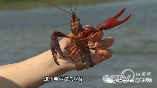 励志!虾叔小龙虾养殖六年艰辛创业梦!