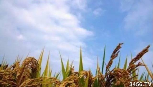 什么叫苏稻 5cb4c5c86ce44db9983a81092668f021.jpeg