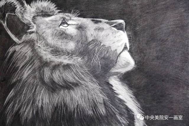 《狮子》/ 纸本素描/54.5×78.7cm / 2017