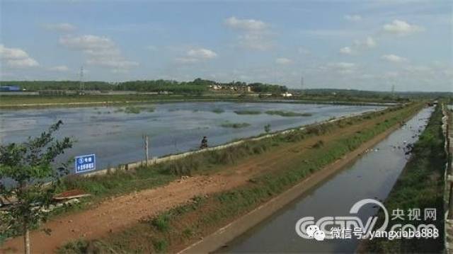 励志!虾叔小龙虾养殖六年艰辛创业梦!