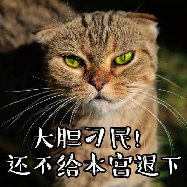 做低调的猫 产高调的表情包