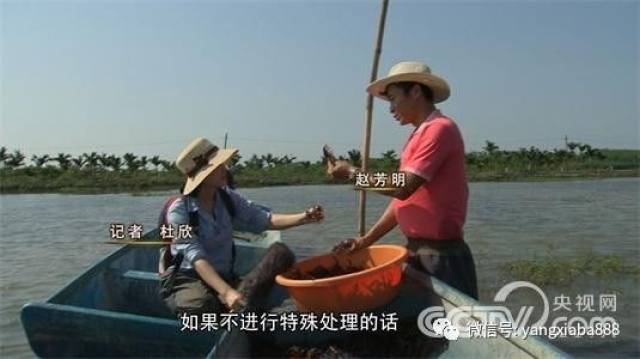 励志!虾叔小龙虾养殖六年艰辛创业梦!