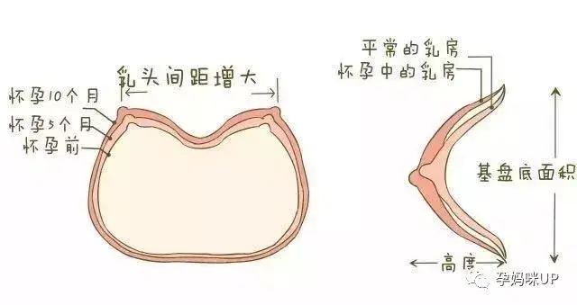 产后胸部下垂?母乳喂养表示不背这个锅!