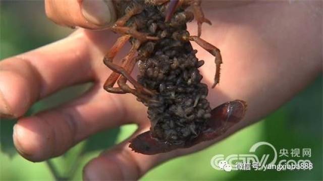 励志!虾叔小龙虾养殖六年艰辛创业梦!