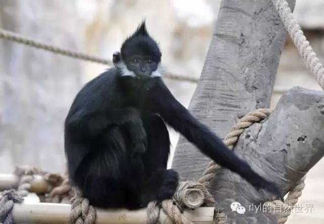 (trachypithecus francoisi), also known as francois" leaf monkey