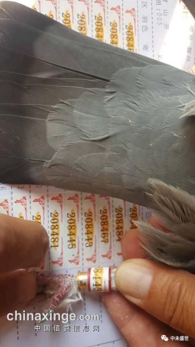 放飞后飞回鸽舍 第8名开尔赛鸽寄养棚5号棚凤武 小海,环号2017-03