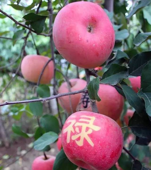 易县人秋天的地道吃食,简直馋死人!