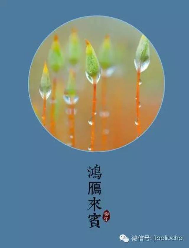 寒露分为三候"一候鸿雁来宾;二候雀入大水为蛤;三候菊有黄华.