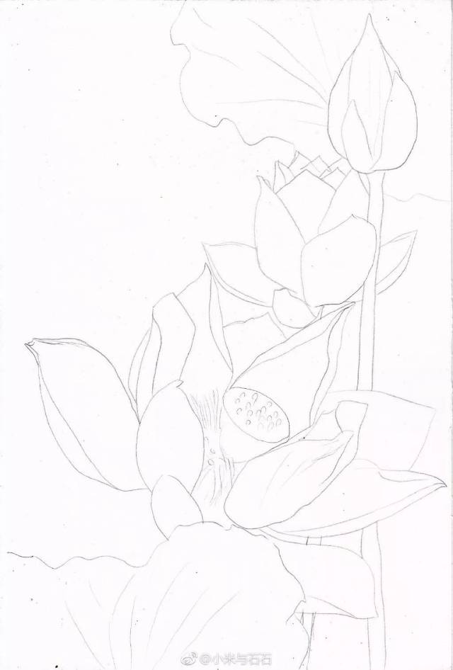 彩铅步骤临摹 | 一丛荷花