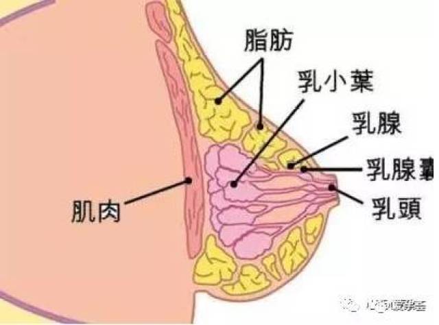 孕妈在线|乳头凹陷,乳头疼痛,乳汁淤积及急性乳腺炎的处理建议!
