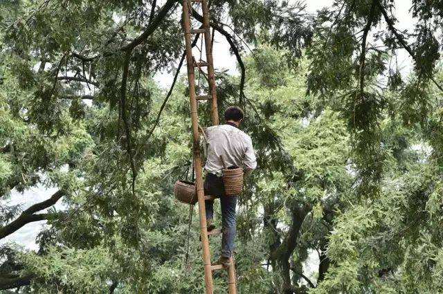 香榧采摘的难度很大.