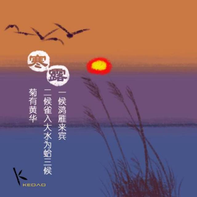 寒露的节气三候包括:一候鸿雁来宾;二候雀入大水为蛤;三候菊有黄华.