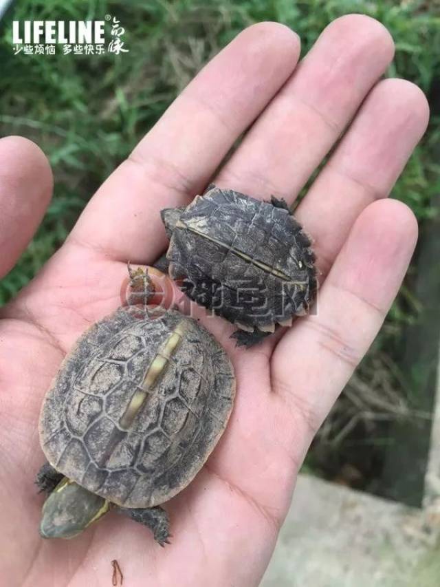 干货锯缘摄龟的饲养与繁殖