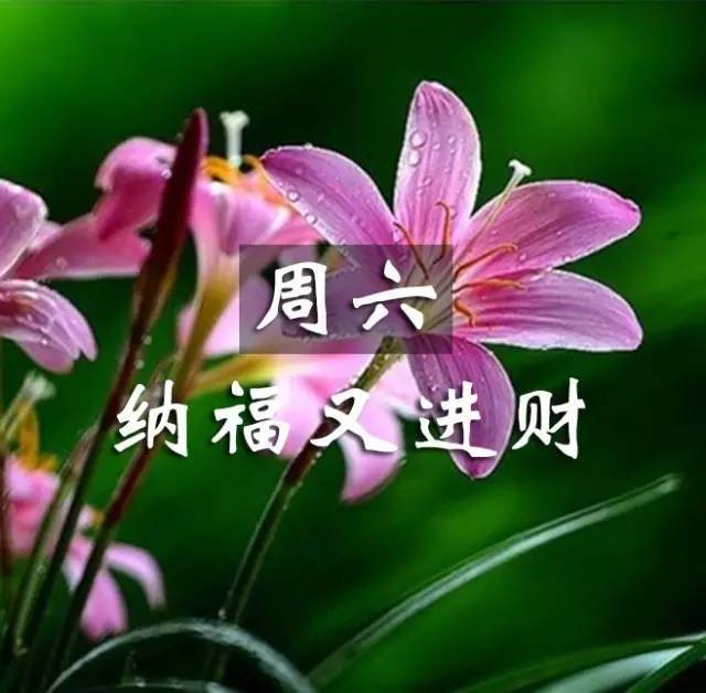 早上好,今日寒露,清晨的第一声问候送给我的朋友,感恩