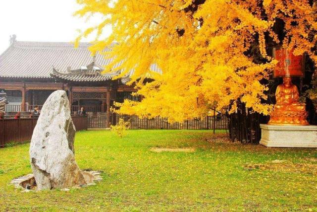 11月的西安古观音禅寺千年银杏成为市民心中的"网红"!