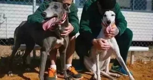  他们向最残暴的罪犯放最凶残的狗,结果…