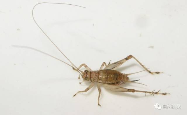 墨蛉蟋homoeoxypha obliterata