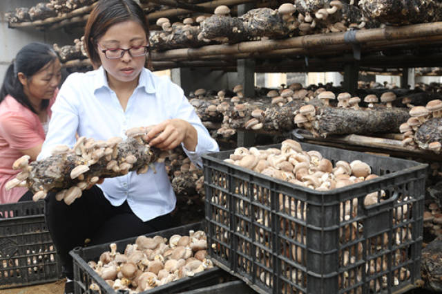 信阳市光山县:香菇种植铺就农民致富路(图)