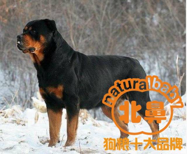 【北鼻天然狗粮】分享,罗威纳犬种介绍
