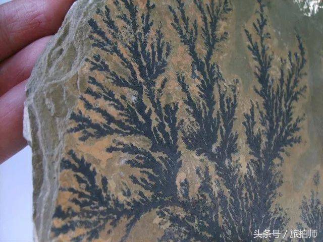 在龙川县边远山区,发现有水草化石?