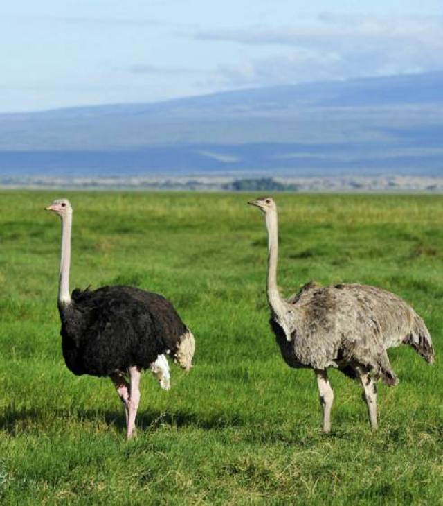 什么鸟儿不会飞?